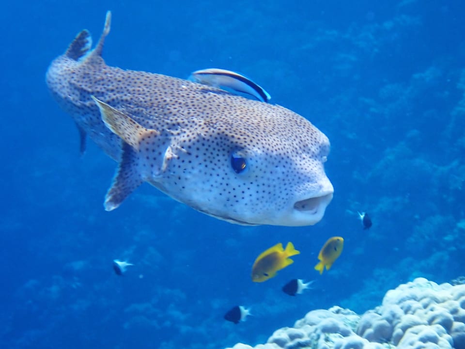 Strand Three Corners Equinox Beach Resort