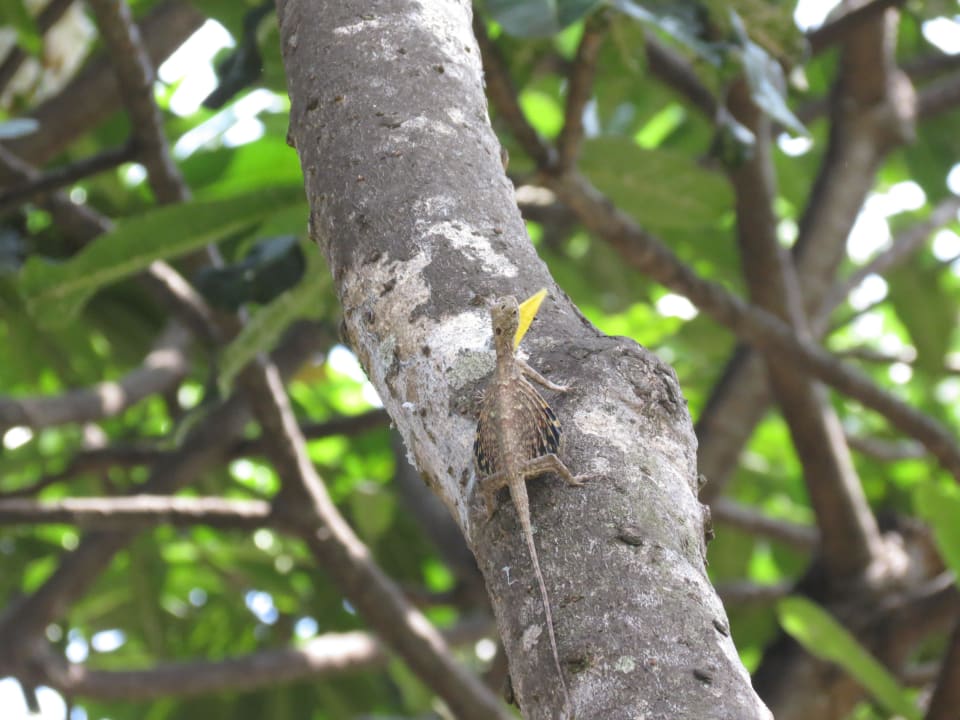 Schwer zu entdecken, aber doch da! Hotel Keraton Jimbaran Resort