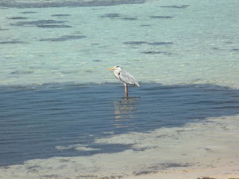 Er warte auf die Fische Adaaran Select Hudhuran Fushi - Premium All Inclusive