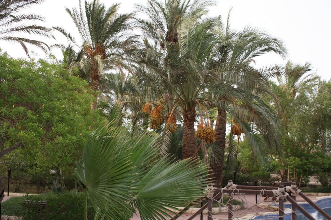Palmen Giftun Azur Resort