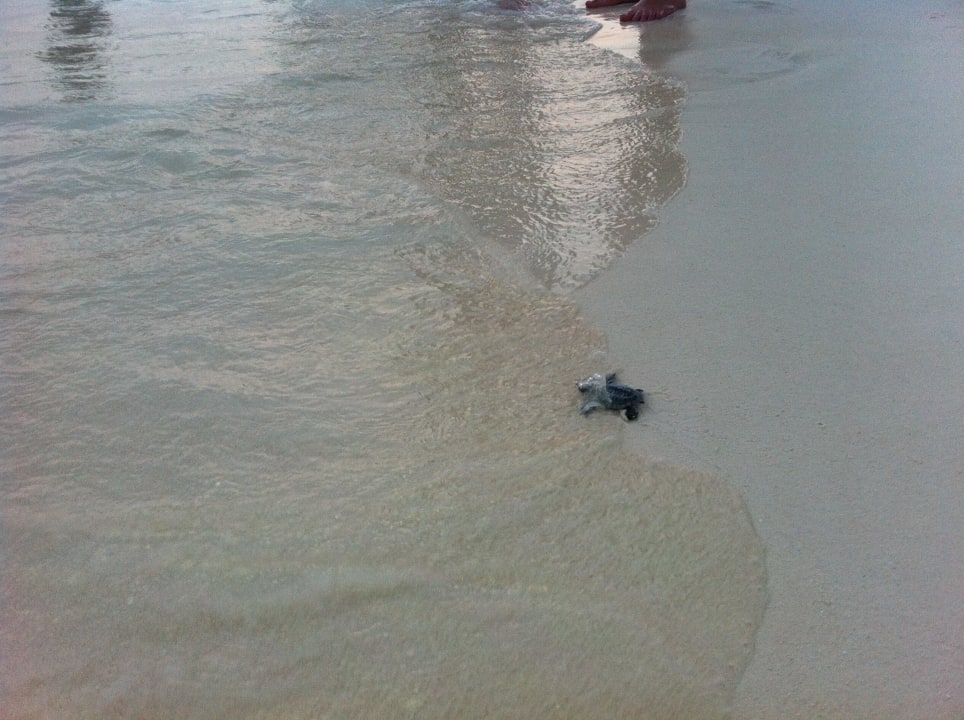 Habe ins Wasser geschaft Kuredu Island Resort & Spa