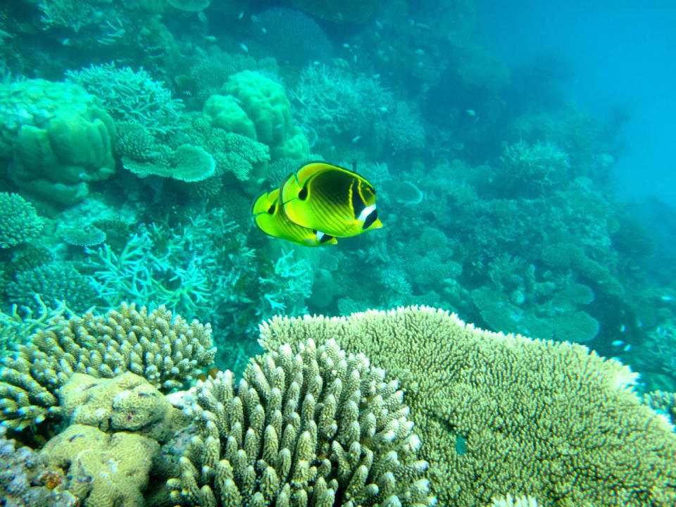 Unterwasserwelt Cinnamon Hakuraa Huraa Maldives