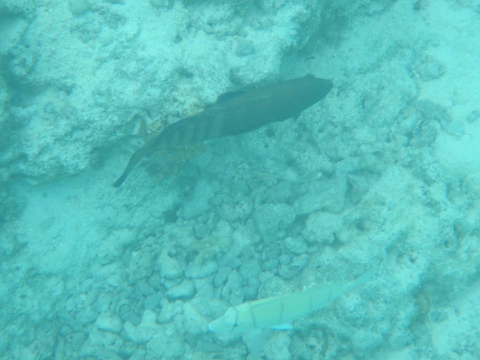 Unterwasserwelt Cinnamon Dhonveli Maldives