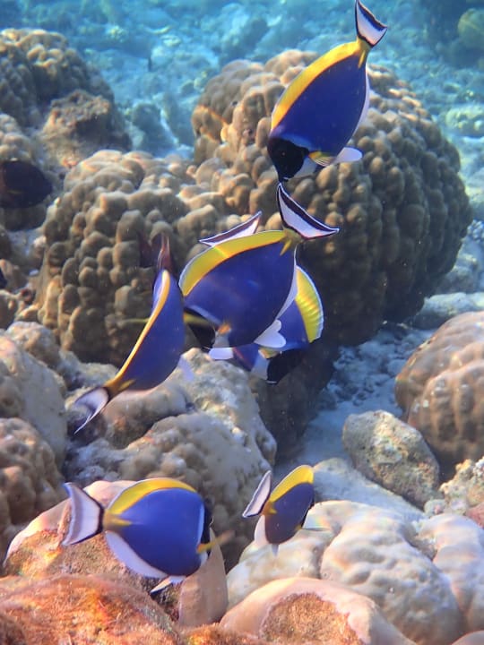 Sport & Freizeit Filitheyo Island Resort