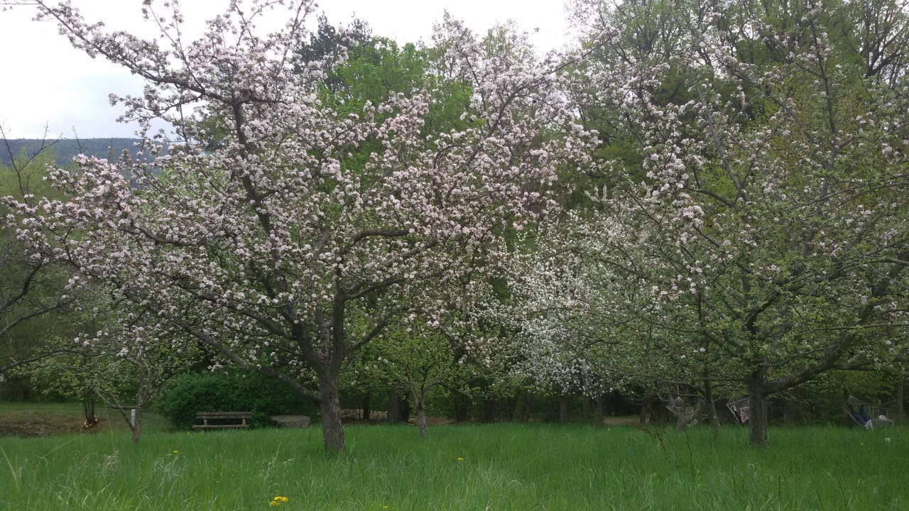 Im Garten ist die Blüte im vollem Gange RETTER Bio-Natur-Resort