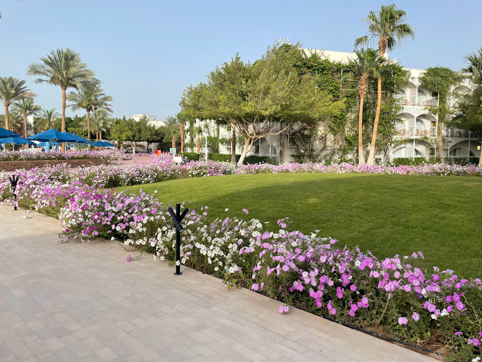 Gartenanlage Desert Rose