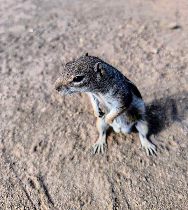 Strand Occidental Jandía Royal Level - Adults only