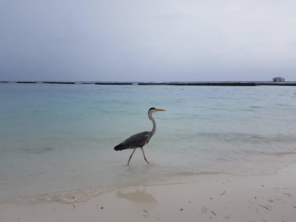 Gehört zu den Ureinwohnern der Insel Kuredu Island Resort & Spa