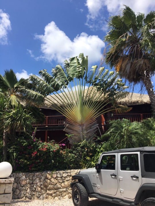 Hübsche Palmen Van der Valk Kontiki Beach Resort