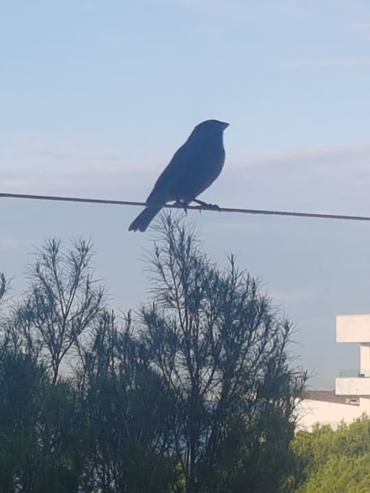 Ausblick Aparthotel Houm Plaza Son Rigo