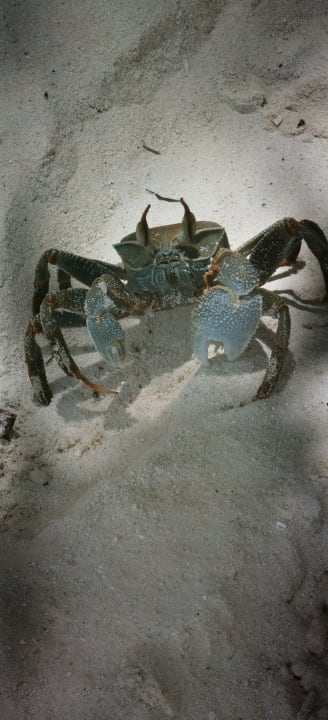 Sonstiges Kuramathi Maldives