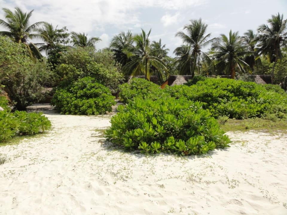 Beach Bungalow Nordstrand Kuredu Kuredu Island Resort & Spa