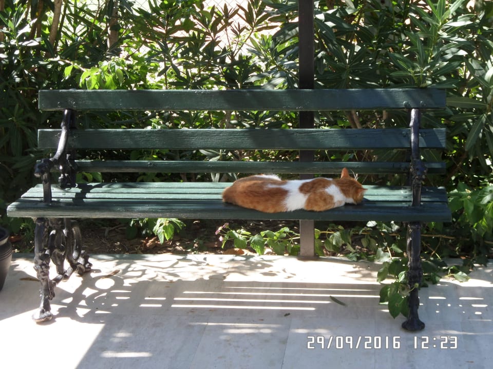 MAGIC LIFE Katze Asteria Family Belek