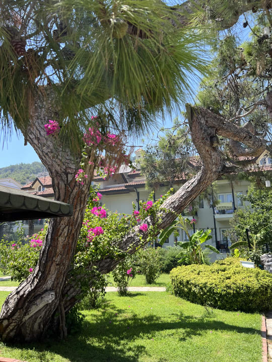 Gartenanlage Hotel Grand Ring