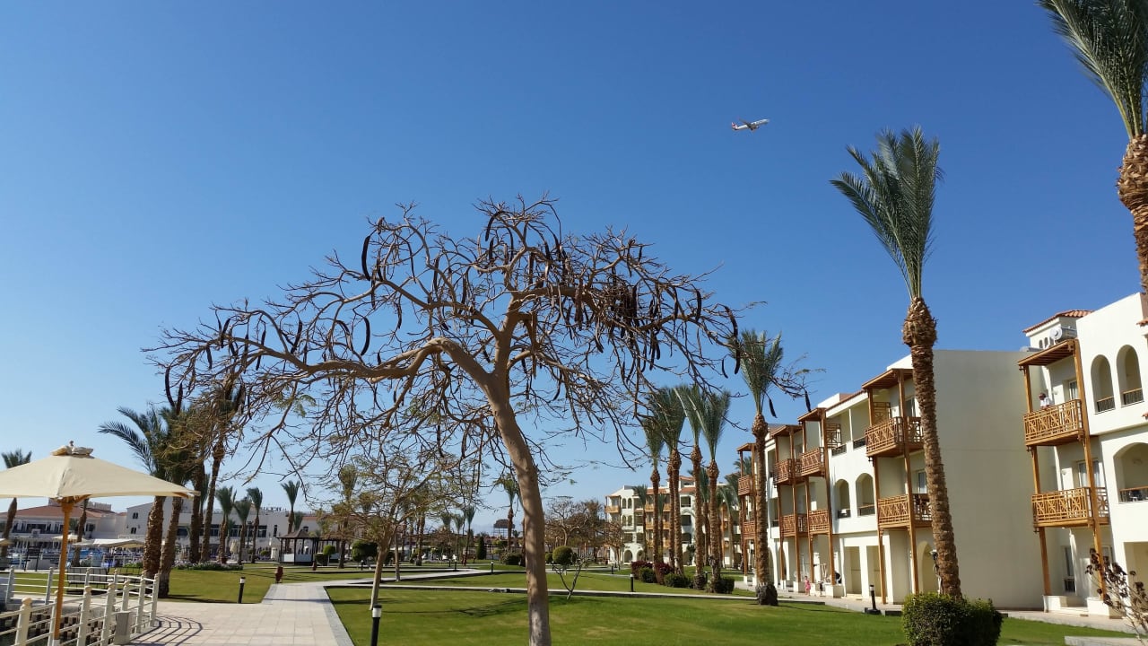 Johannisbrotbaum Pickalbatros Dana Beach Resort - Hurghada
