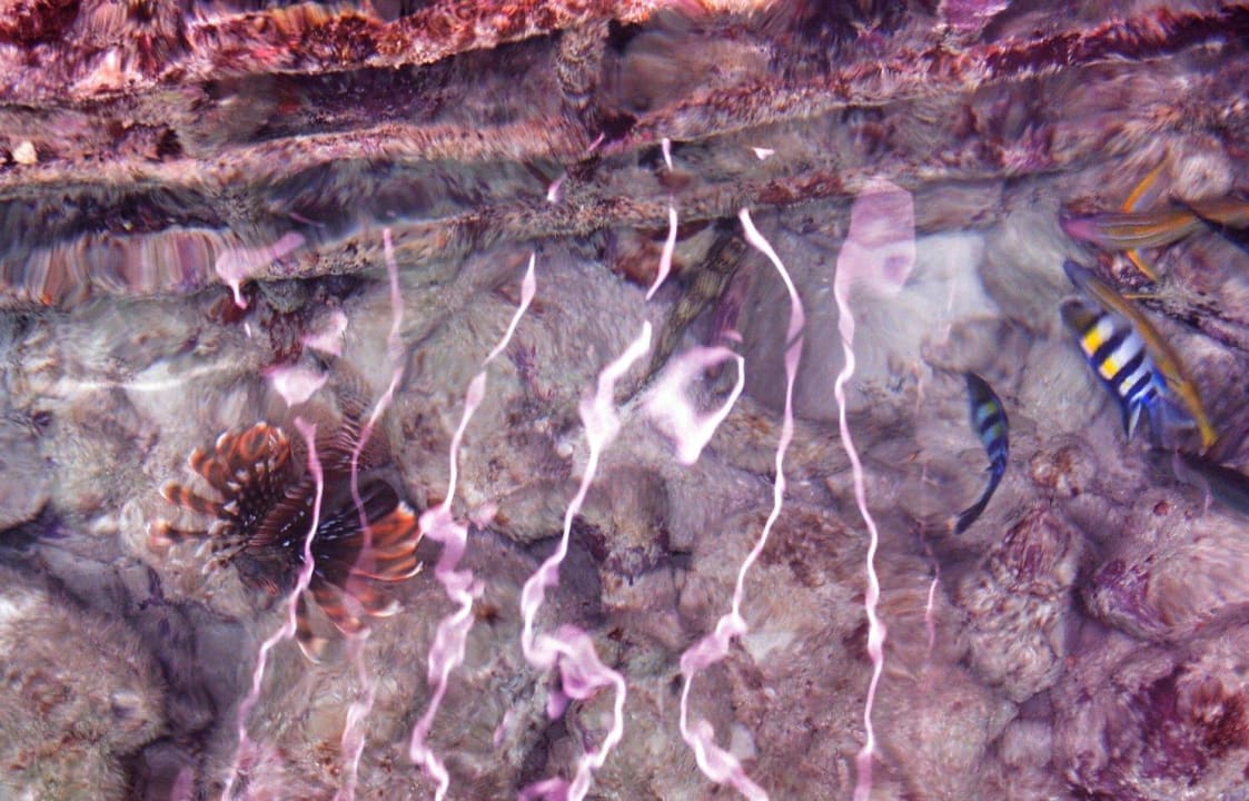 Unterwasserwelt Kuredu Island Resort & Spa