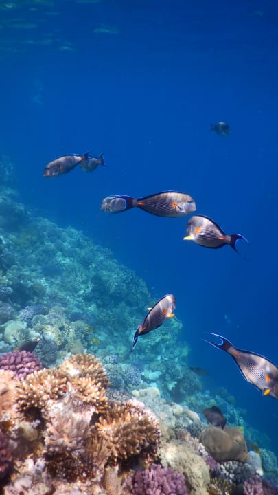 Sport & Freizeit Serenity Alpha Beach