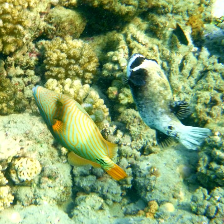 Sport & Freizeit Malikia Resort Abu Dabbab