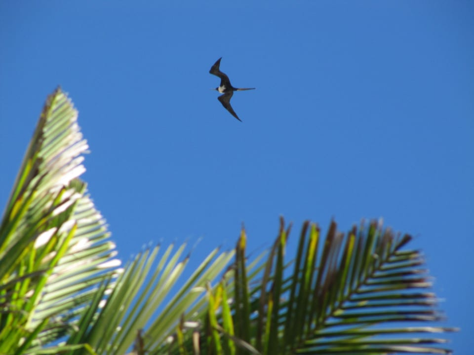 Pelikan Hotel Riu Tequila