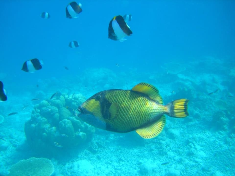 Riesendrückerfisch Kuramathi Maldives