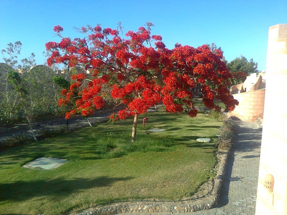 Gartenanlage Sentido Akassia Beach