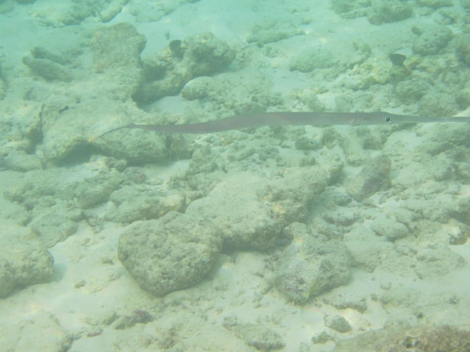 Nadelfisch Adaaran Select Hudhuran Fushi - Premium All Inclusive