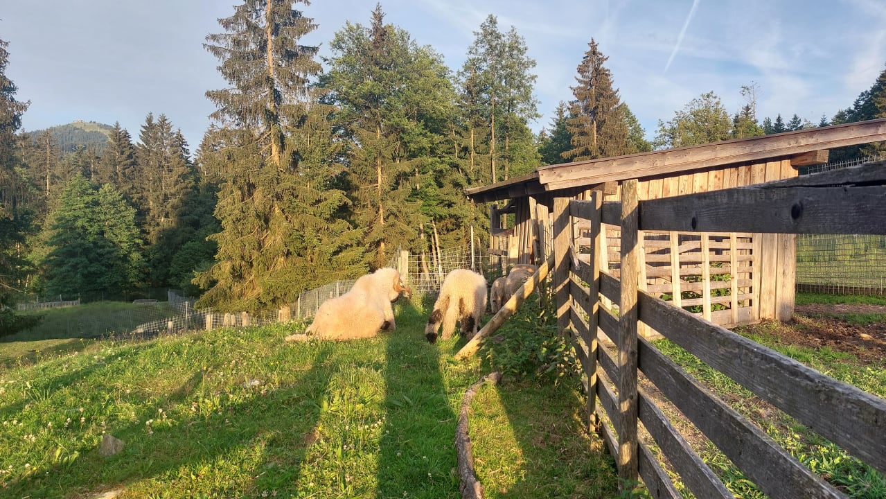Gartenanlage Hotel Chalets Grosslehen