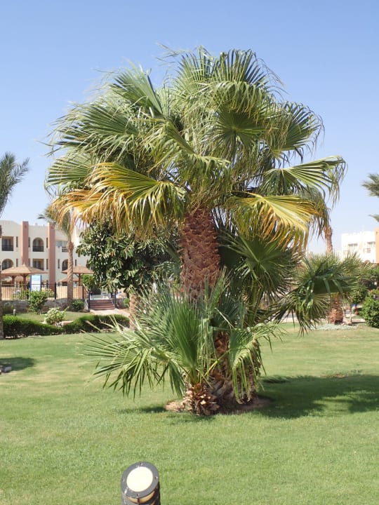 So schön SUNRISE Royal Makadi Resort