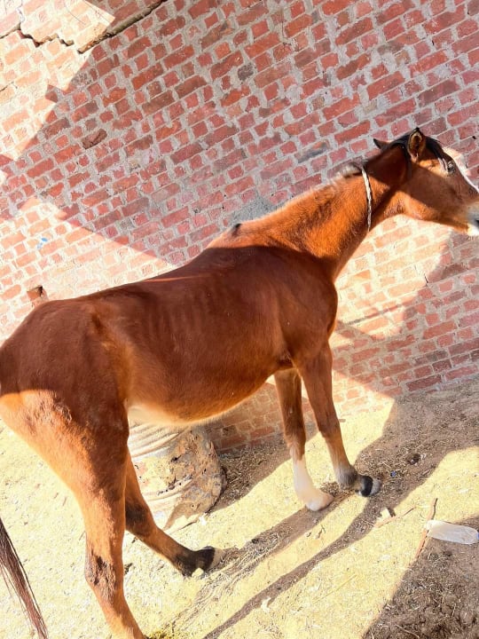 Sport & Freizeit Novotel Marsa Alam Beach Resort