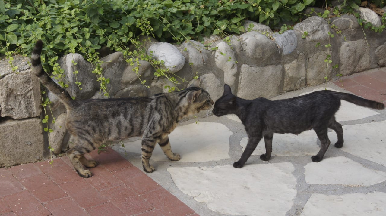 Miez & Maunz bei morgenlicher Begrüßung Hotel Defne Garden