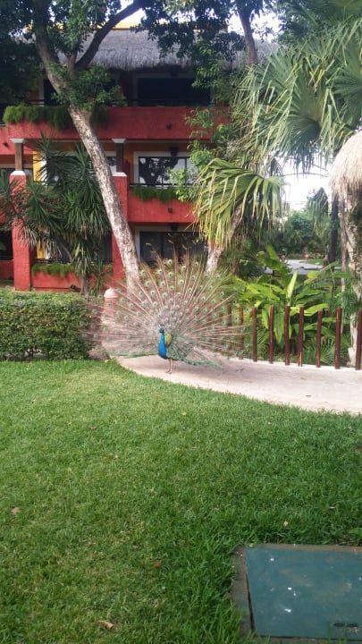 Restaurant Iberostar Waves Tucan