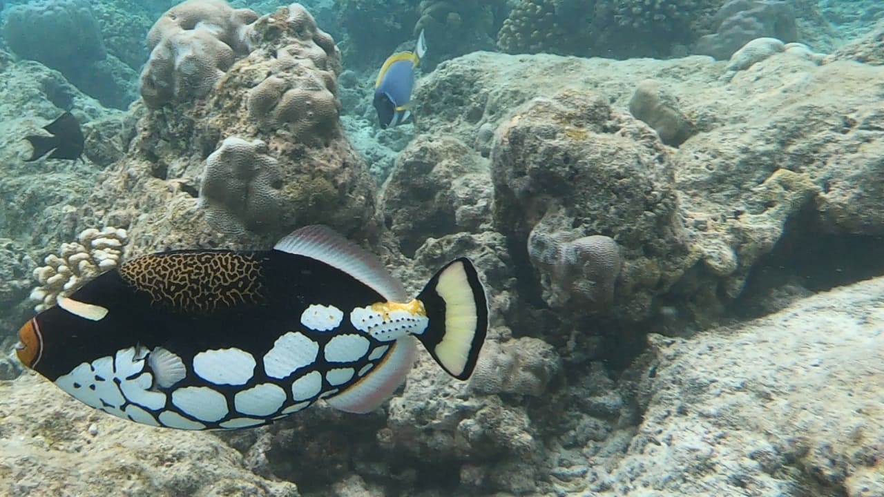 Sport & Freizeit NH Collection Maldives Reethi Resort