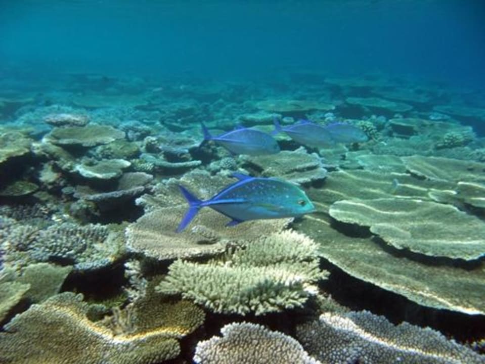 Unterwasser Eri Maldives