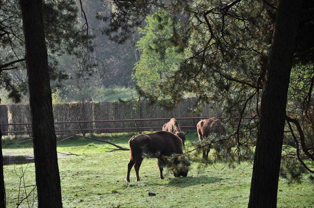 Ostoja żubrów Dworek nad Łąkami Kiermusy