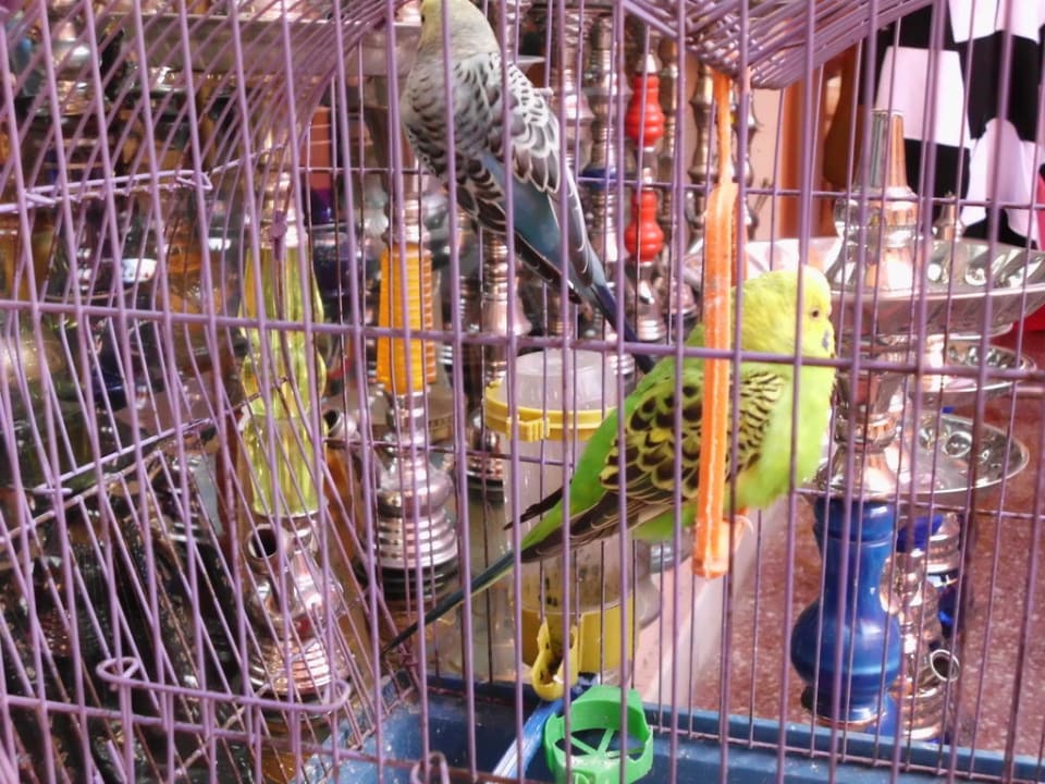 Zwei Piepmätze in der Einkaufspassage des Hotels Pickalbatros Alf Leila Wa Leila Resort - Neverland Hurghada