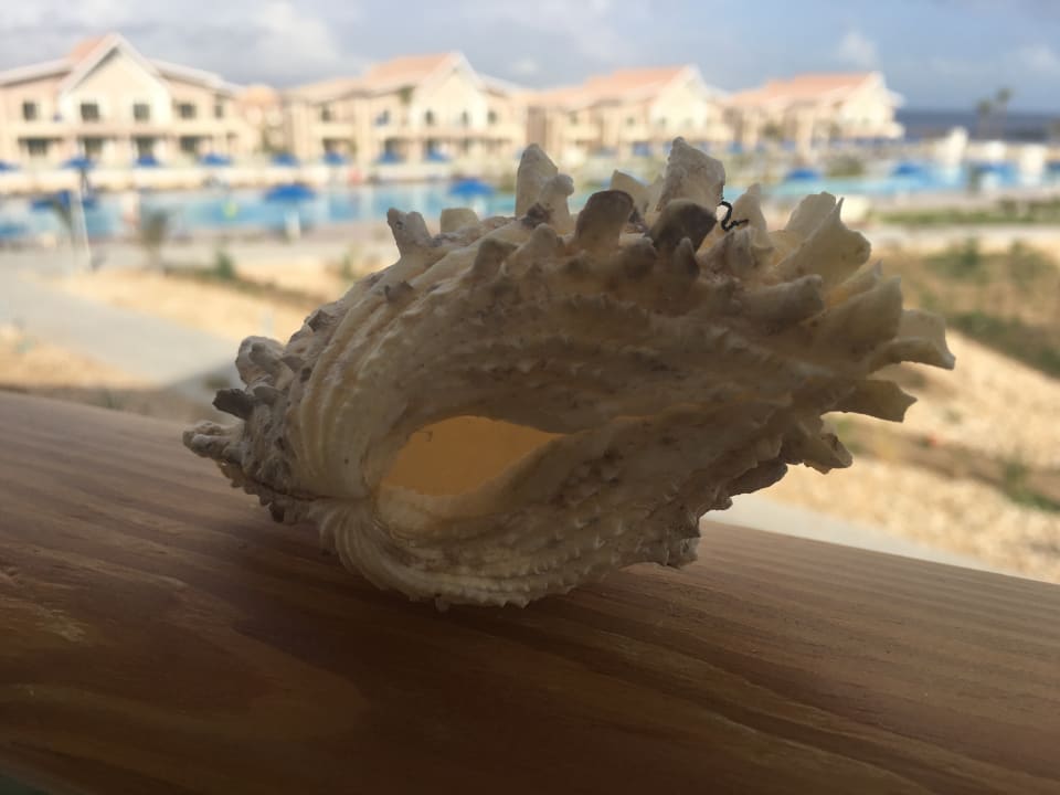 Ausblick Pickalbatros Sea World Resort - Marsa Alam