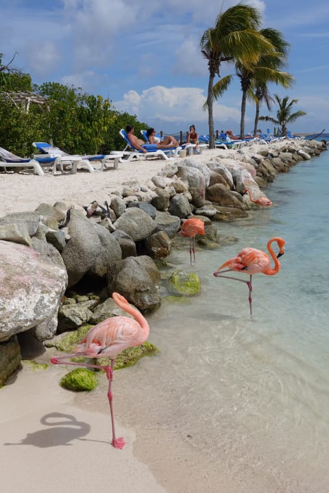 Strand Renaissance Aruba Resort & Casino