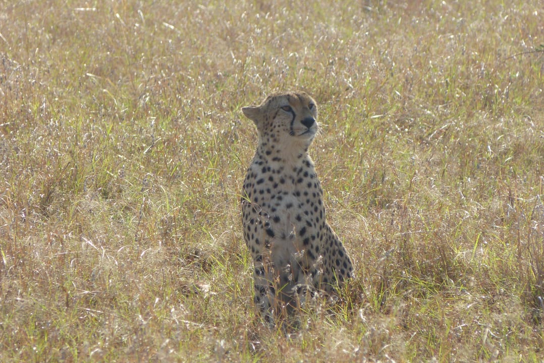 Sonstiges Aruba-Mara Camp