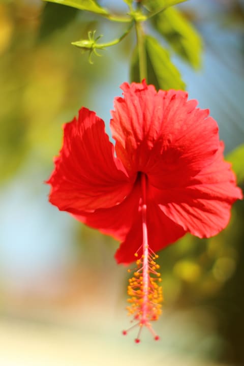 Hibiskusblüte Kuramathi Maldives