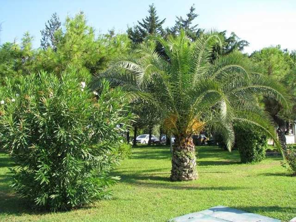 Bepflanzung Ali Bey Club