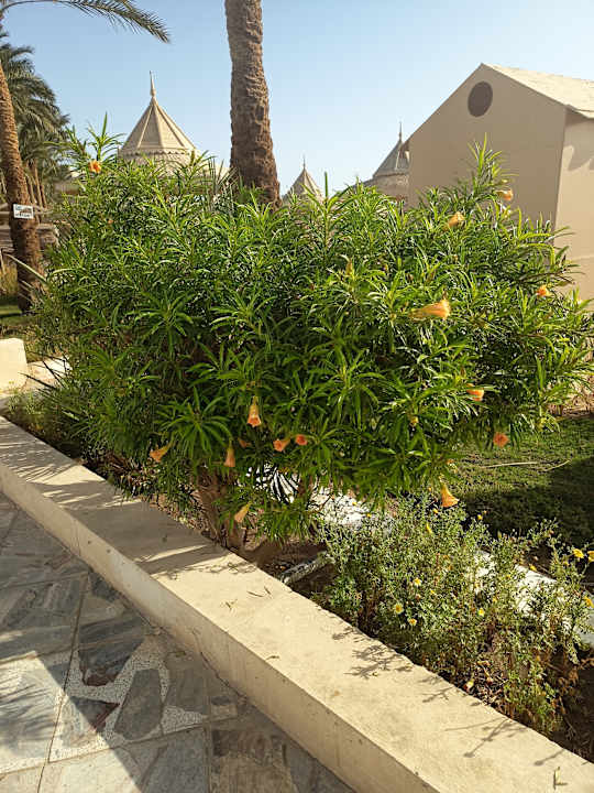 Außenansicht The Grand Hotel Hurghada