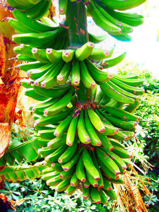 Bananenstaude  Sunis Evren Beach Resort Hotel & Spa