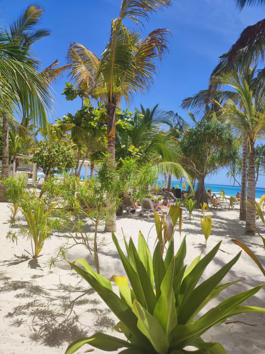 Gartenanlage Hotel Riu Jambo