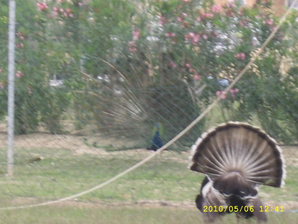 Tierpark Belek Beach Resort Hotel