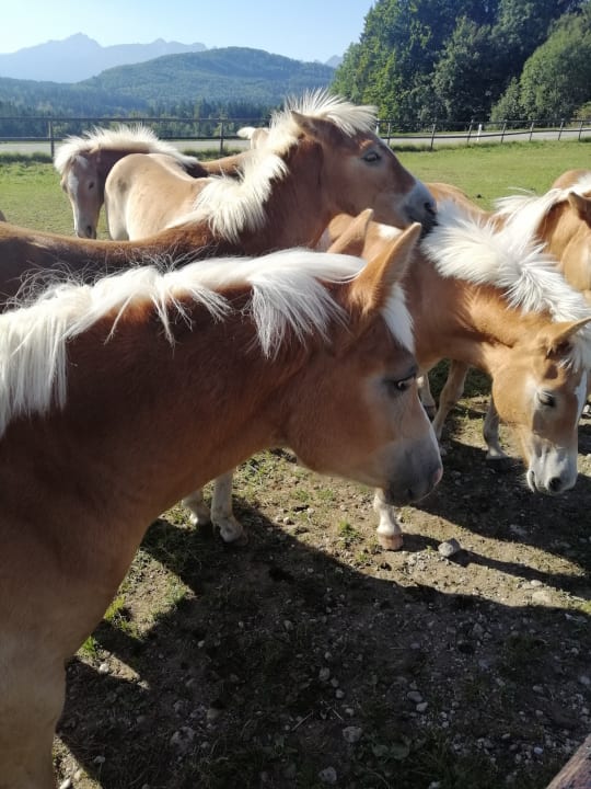 Sport & Freizeit Landhotel Haflingerhof
