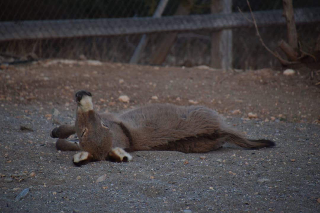 Streichelzoo Atlantica Plimmiri