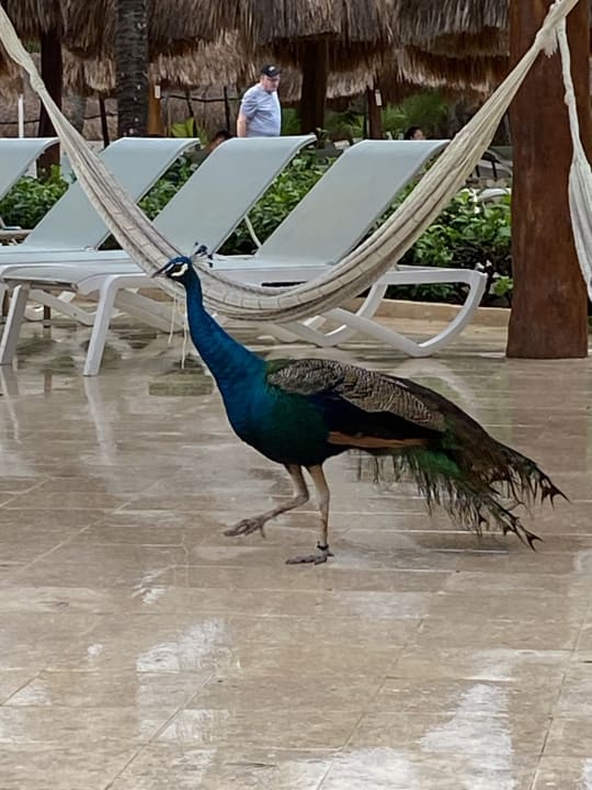 Sonstiges Iberostar Selection Paraiso Lindo