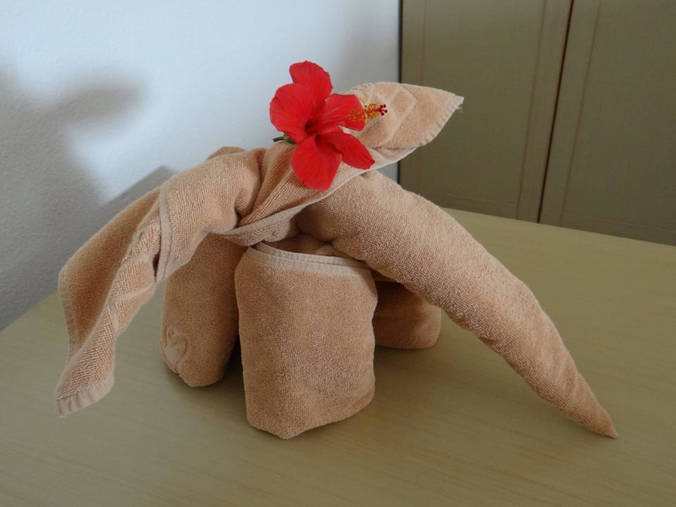 Neuer Bewohner SBH Hotel Taro Beach