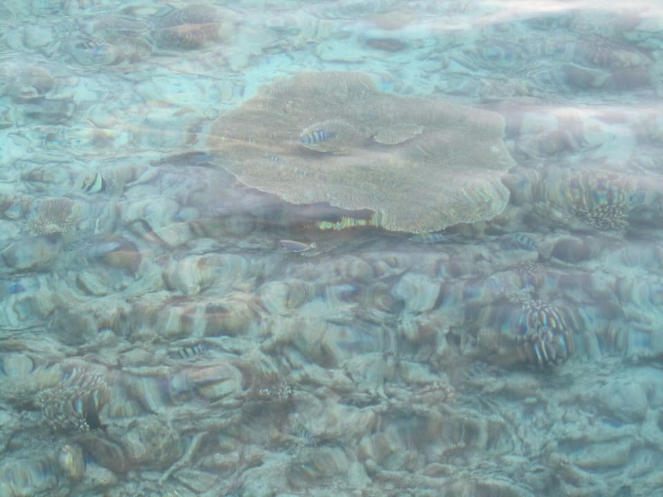 Bunte Fische Kuramathi Maldives