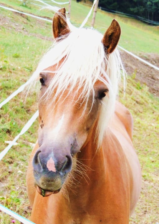 Eines der Hauspferde LUXGUT - OLIVIA